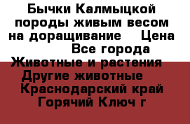 Бычки Калмыцкой породы живым весом на доращивание. › Цена ­ 135 - Все города Животные и растения » Другие животные   . Краснодарский край,Горячий Ключ г.